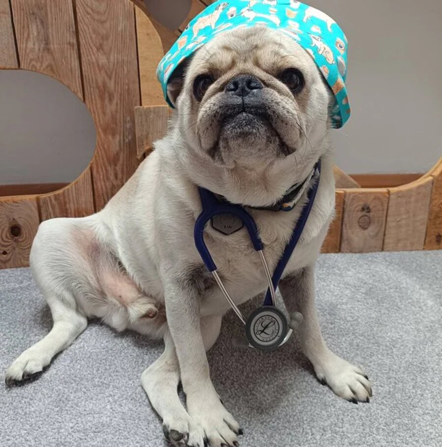Wonderful scrub cap!